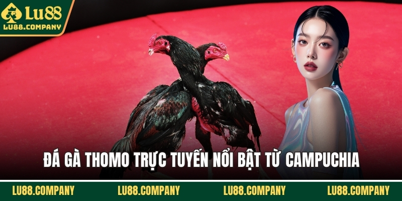 Đá gà Thomo trực tuyến nổi bật từ Campuchia